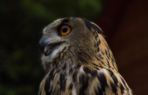 Profile view of eagle owl in the wild Stock Photos