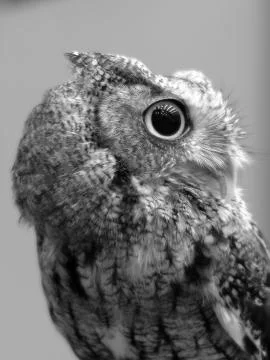 Profile View of Eastern Screech Owl Black and White Stock Photos