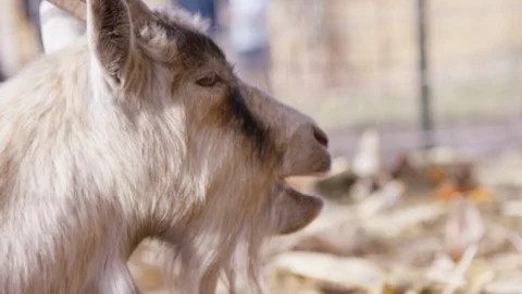 Profile view of a goat chewing with rack focus Stock Footage 93485462