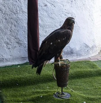 Profile view of a golden eagle standing on a perch in front of a white wall.. Stock Photos
