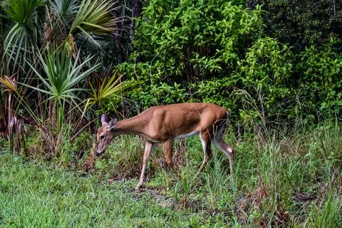 Profile view of a grazing deer Foto stock