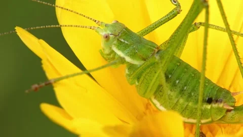Profile view of green grasshopper nymph on marigold blossom macro shot Stock-Footage 335487106