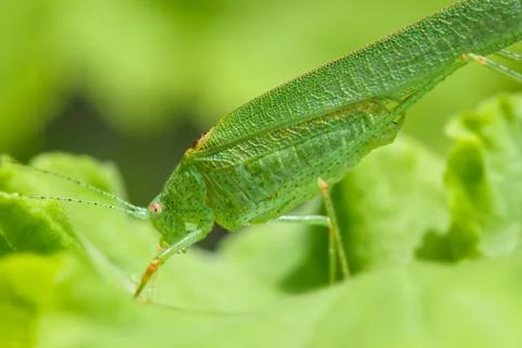 Profile view of a green grasshopper Photos