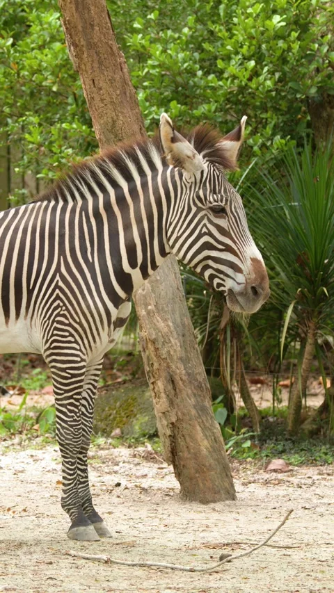 Profile View of a Grevy's Zebra Standing Still in an Enclosure Stock Footage 329083461