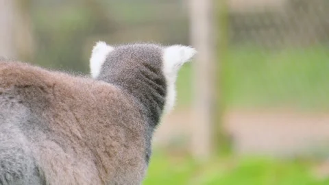 Profile view of Lemur on the lookout for potential danger with wide eyes Vídeo Stock 331383097