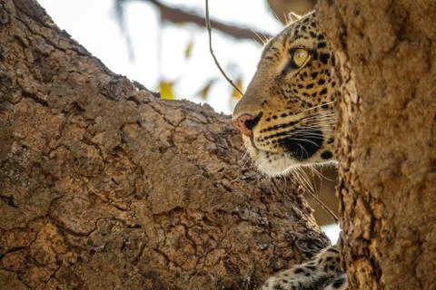 Profile view of leopard face over the tree looking for preys 스톡 사진