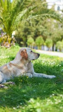 A profile view of a light colored dog, likely a Golden Retriever or Labrador  Stock Photos