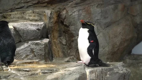 Profile view of a Macaroni penguin with distinctive yellow crest standing o.. Stock Footage 330585539