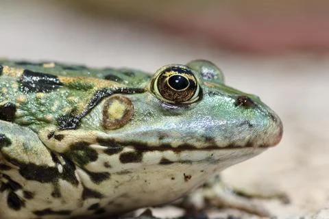 Profile view of marsh frog head ( Pelophylax ridibundus, macro image ) Stock Photos
