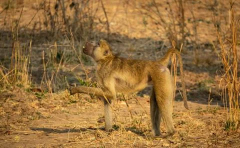 Profile view of monkey eating on the ground Stock-Fotos