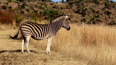 Profile view of nervous Plains Zebra Equus quagga checking out the long Stock Footage 284947078