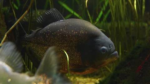 Profile view of a piranha fish  Stock-Footage 251717643