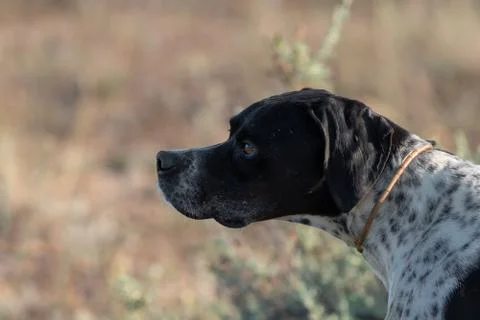 Profile view of Pointer pedigree dog, blurred background Stockfoto's