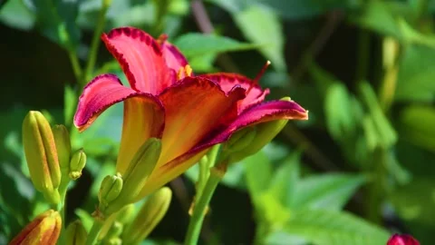 Profile view of a red daylily Stock Footage 313564504