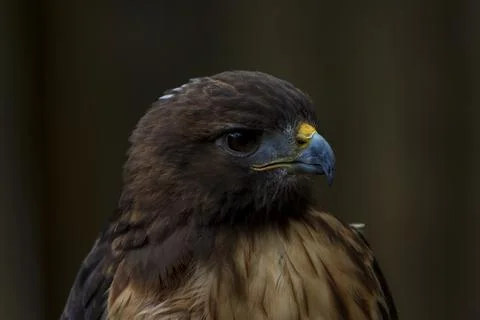 Profile view of a red tailed hawk Stock Photos