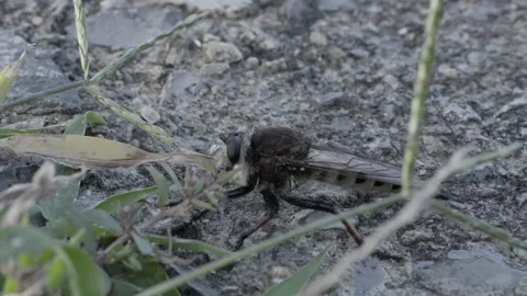 Profile view of a robber fly crawling across rocky ground. Stock Footage 346723026
