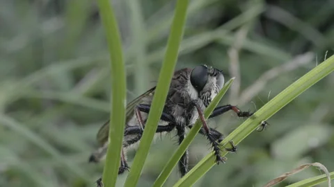 Profile view of a robber fly hiding in dense vegetation Stock Footage 346723133