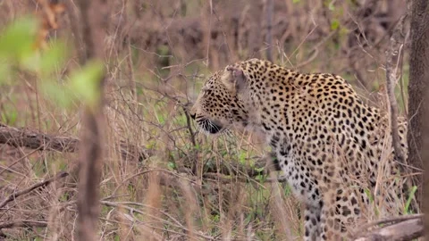 Profile view of seated African leopard in bushveld staring out of frame Stock Footage 333939193