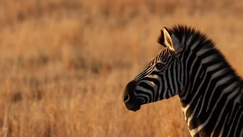 Profile view on side of zebra's face at sunset on African plains Vídeos de archivo 345099826