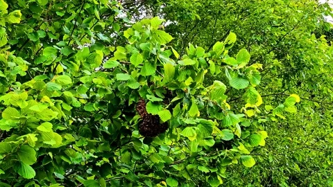 Profile view of small beehive hanging on branches of a tree with bees roaming Stock Footage 317285187