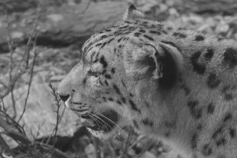Profile view of a snow leopard highlighting its unique spots and facial struc Stock Photos