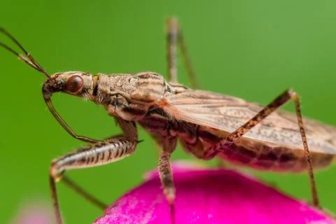 Profile view of spined assassin bug with red eyes on pink flower with green b Stock Photos