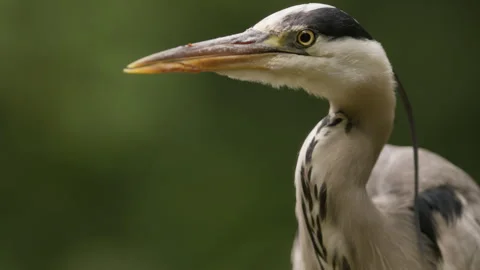 Profile view of striking dagger-like bill and head of Grey Heron Stock Footage 340198695