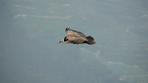 Profile view of vulture against pine tree forest flying in slow-mo Video stock 117165073