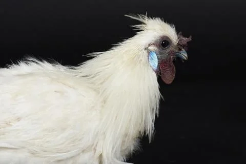 Profile view of white rooster Stock Photos