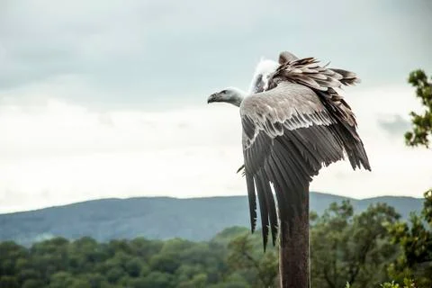 Profile of a vulture Stock Photos