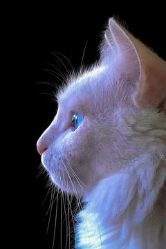Profile of White Cat Stock Photos