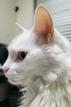 Profile of a White Cat Stock Photos