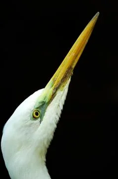 Profile of White heron Stock Photos