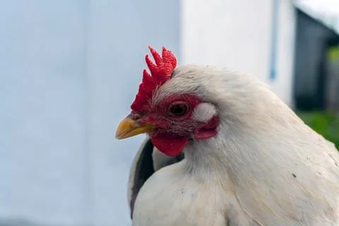 Profile of a young white rooster 写真素材