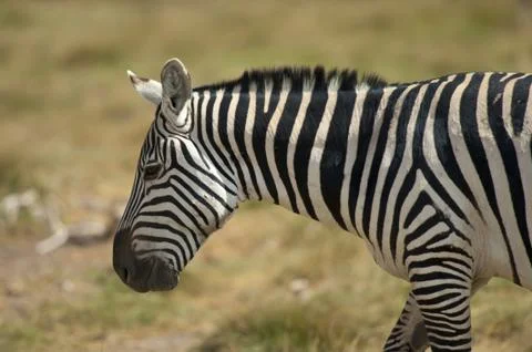 Profile of a Zebra 库存照片