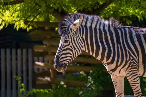 Profile of a Zebra Under a Sunlit Canopy in Natural Habitat Stock Photos