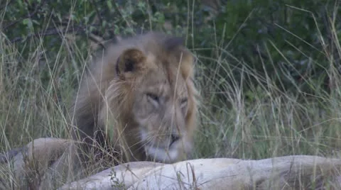 Profileshot of lions head Stock Footage 12656246