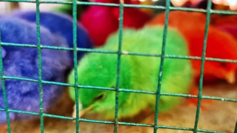 Profitable Business of Vibrant Multi Colored Baby Chicks Video stock 333373166