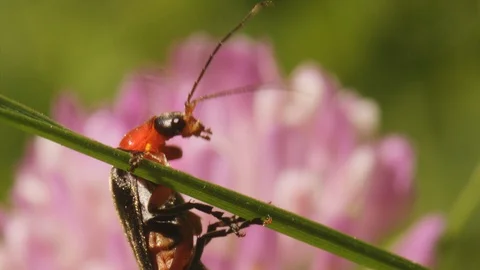 Profle macro shot of soldier beetle Cantharis pellucida hanging from blade of Stock Footage 121681183