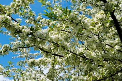Profuse white spring blossom Stock Photos