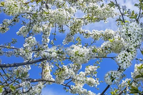 A profusely blooming cherry tree against a blue sky. Cherry tree diseases a.. Stock Photos