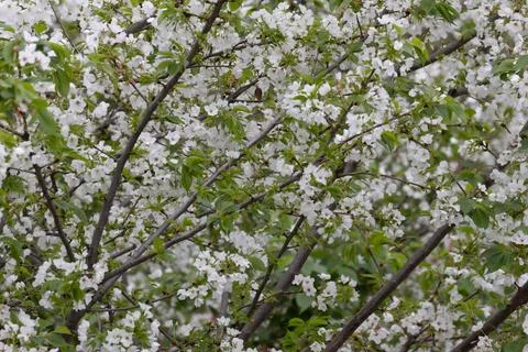 Profusion of White Cherry Blossoms on Spring Branches Stock-Fotos