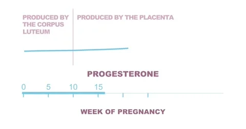 Progesterone levels graph during pregnancy period Video stock 311300068