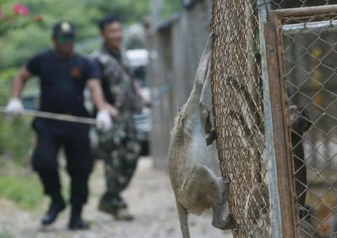 The program for control the birth rate of the monkey population, Hua Hin, Thaila Foto stock