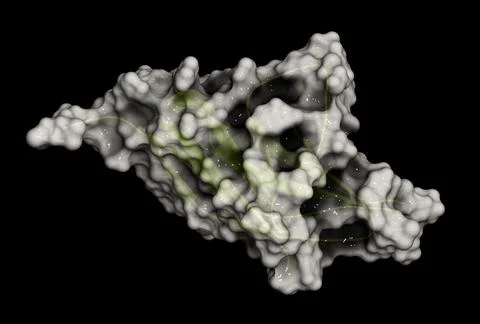 Programmed cell death 1 (PD-1, CD279) receptor protein, 3D rende Stock Illustration