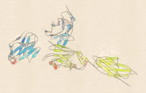 Programmed cell death 1 (PD-1, CD279) immune checkpoint protein Stock Illustration