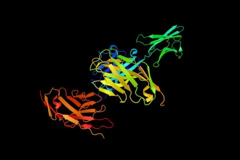 Programmed cell death protein 1 (3d), a protein that is encoded by the PDCD.. Illustration
