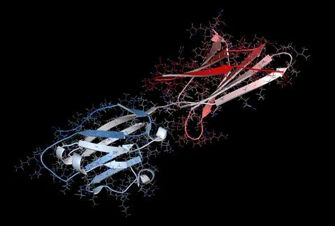 Programmed death-ligand 1 (PD-L1) protein, 3D rendering. Produce Stock Illustration