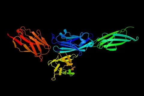 Programmed death-ligand 1, a protein that has been speculated to play a maj.. Stock Illustration