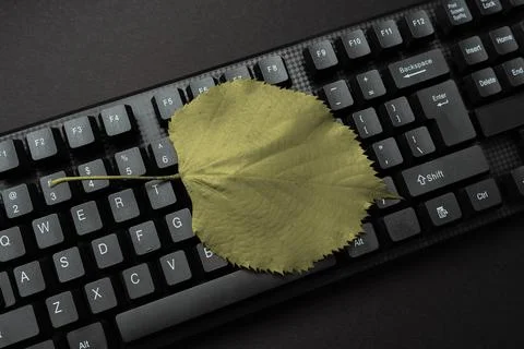 Programmer Creating New Software, Coder Typing Programming Language, Browsing Foto stock